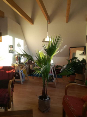 Sonnige, offene Dachgeschoßwohnung mit besonderem Flair, EBK und 2 TG Stellplätze - ARI-10954-WZ (4361)